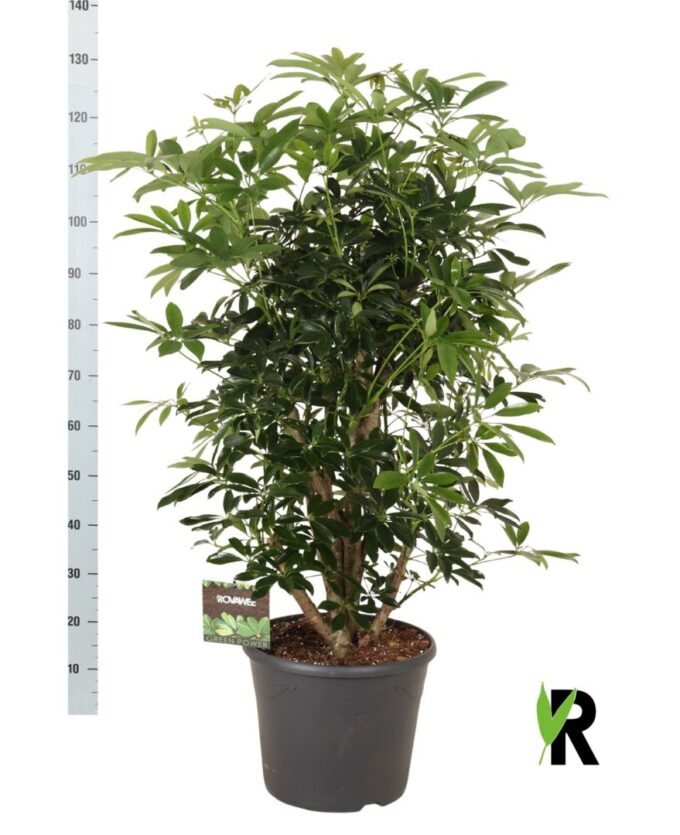 Schefflera arb. Compacta vertakt