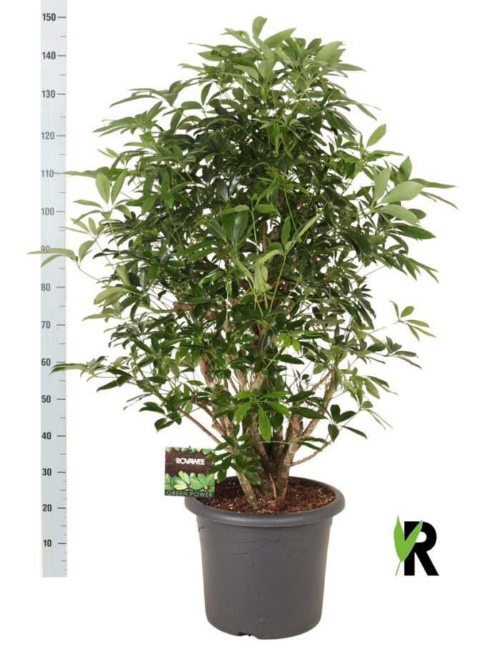 Schefflera arb. Compacta vertakt