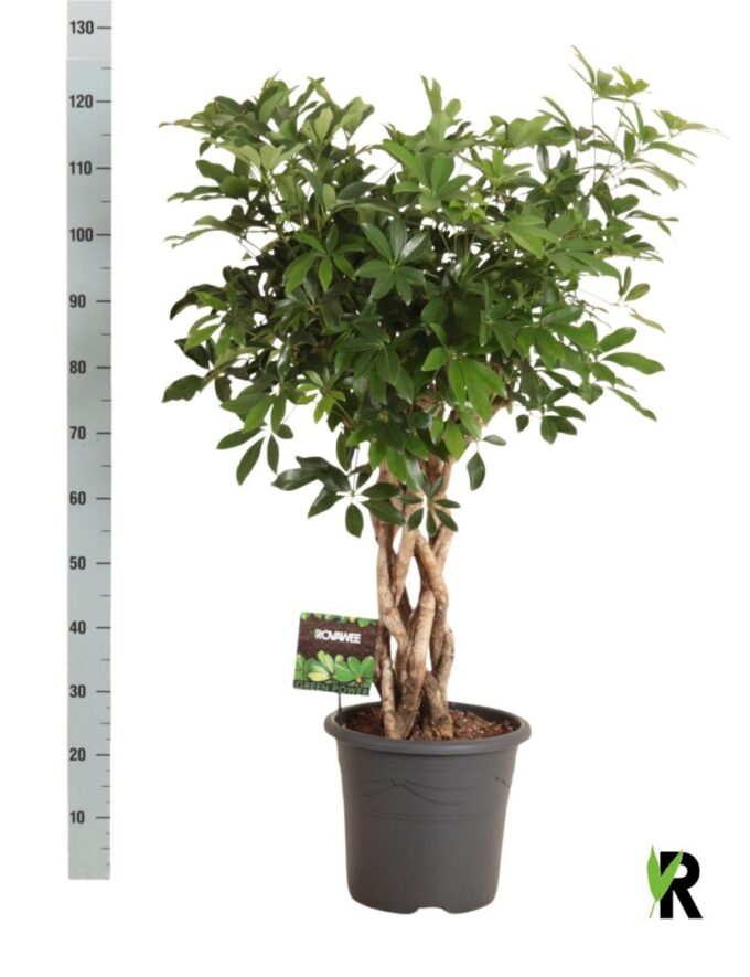 Schefflera arb. Compacta gevlouchten cilinder