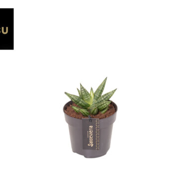 Sansevieria Inti Mini No. 2