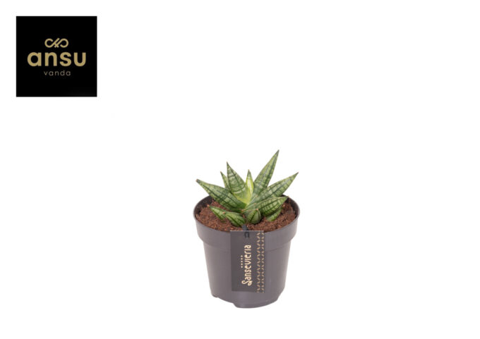 Sansevieria Inti Mini No. 2