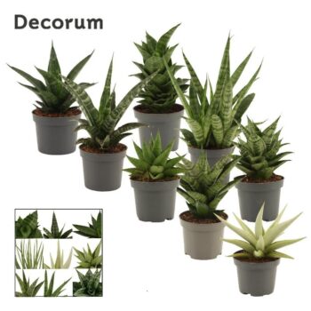 Sansevieria Luxury mix 9 cm (Decorum)