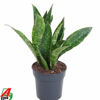 Sansevieria Jaboa P17