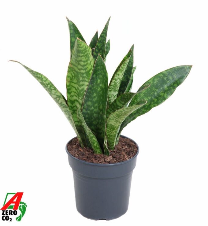 Sansevieria Jaboa P17