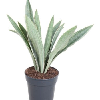 Sansevieria Sayuri P17
