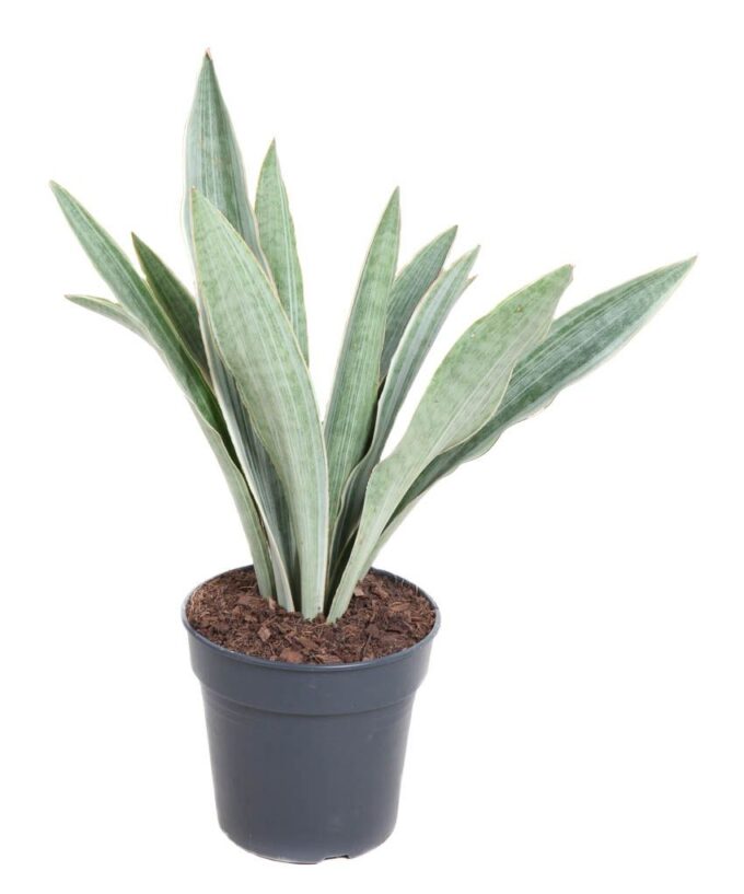 Sansevieria Sayuri P17