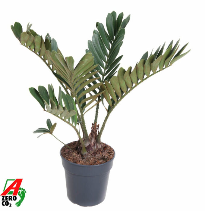 Zamia Furfuracea P21