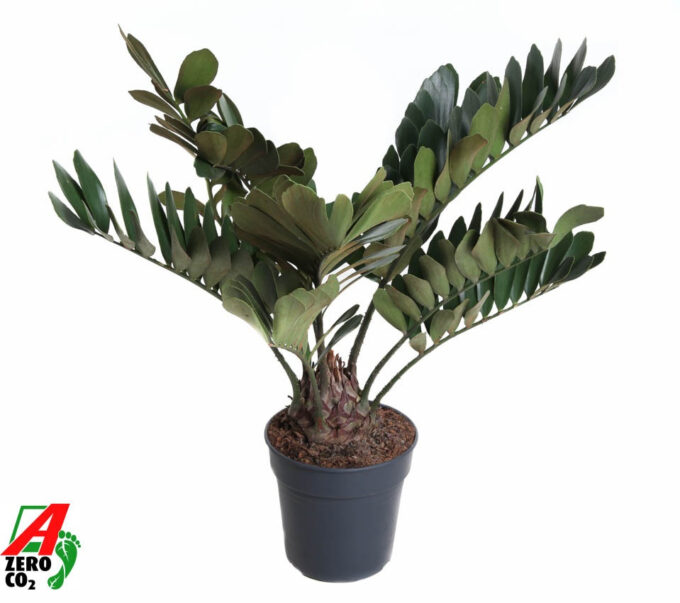 Zamia Furfuracea P24