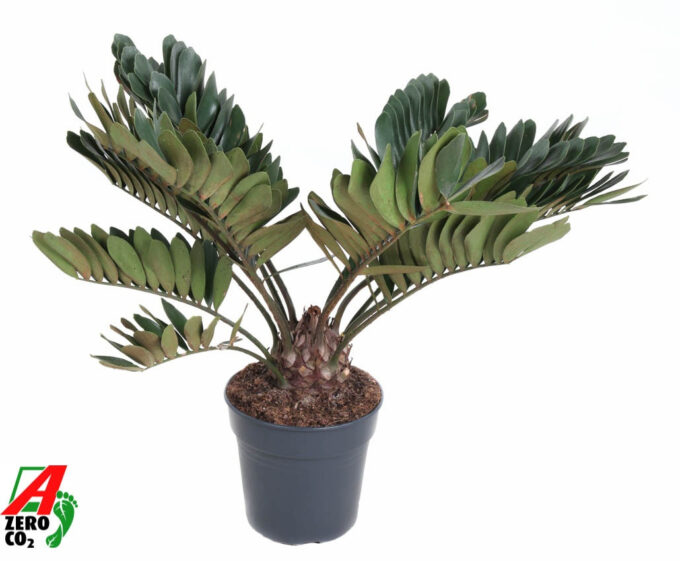 Zamia Furfuracea P27