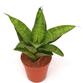 Sansevieria 'Tough Lady'
