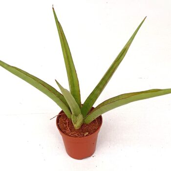 Sansevieria 'Starshine'
