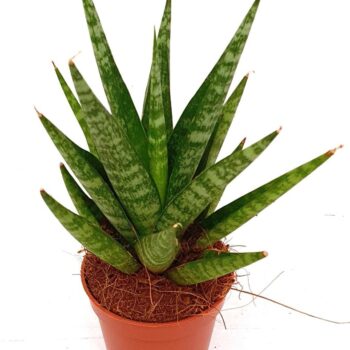 Sansevieria 'Tough Lady 1