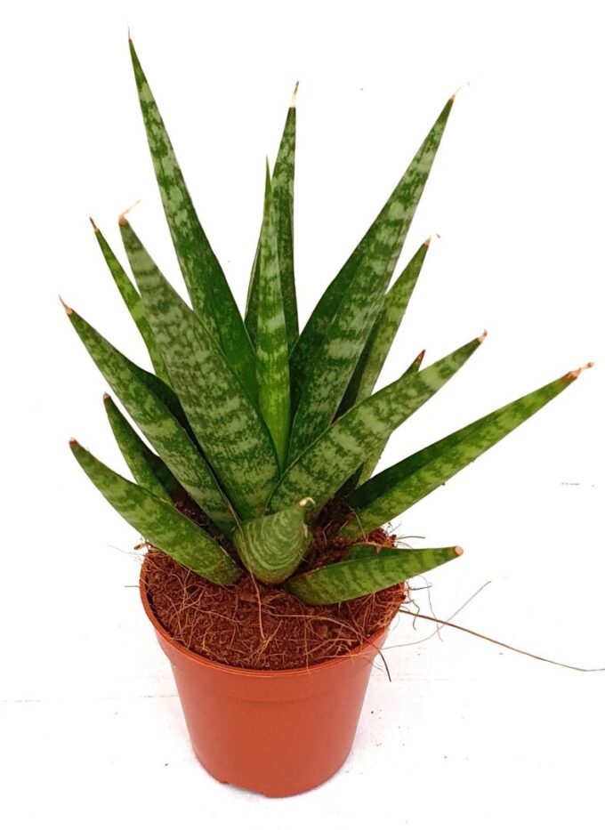 Sansevieria 'Tough Lady 1