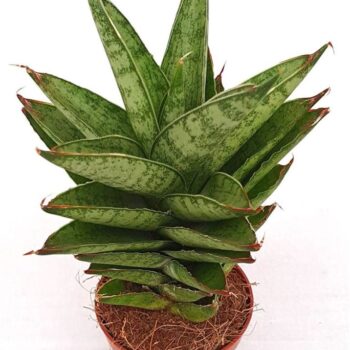 Sansevieria 'Pineapple'