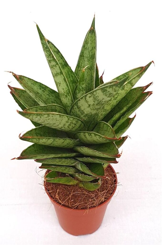 Sansevieria 'Pineapple'
