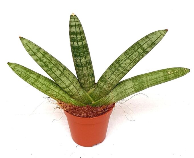 Sansevieria 'Starfish'