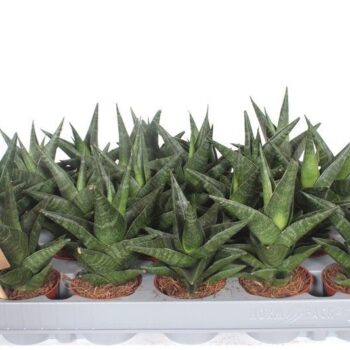 Sansevieria Kabuto