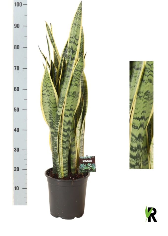 Sansevieria trif. Laurentii