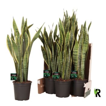 Sansevieria trif. Laurentii in fust 352