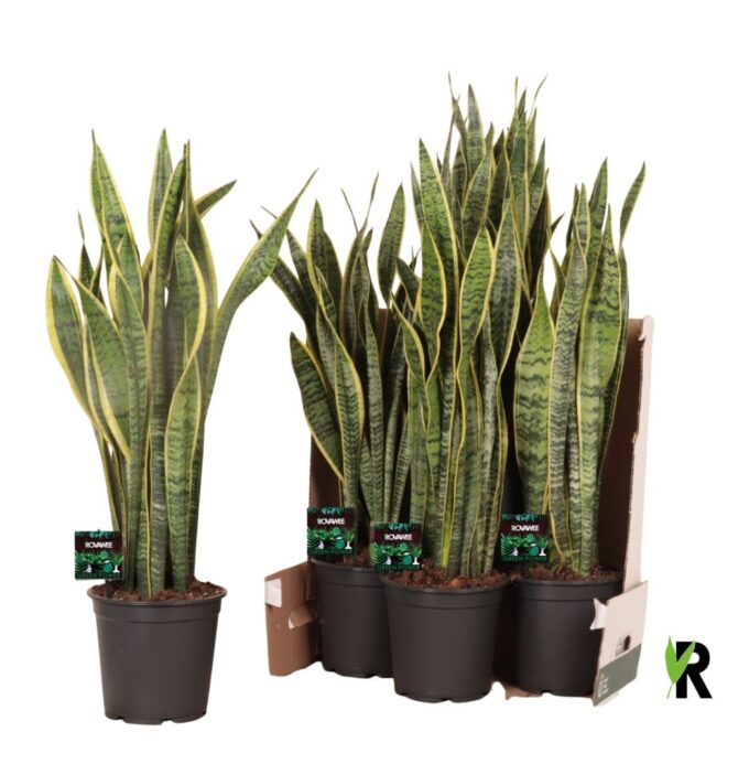 Sansevieria trif. Laurentii in fust 352