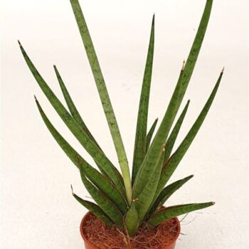 Sansevieria 'Mikado'