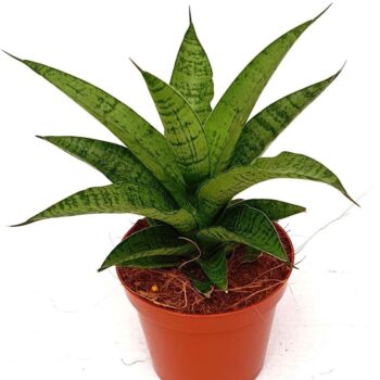 Sansevieria 'Tough Lady'
