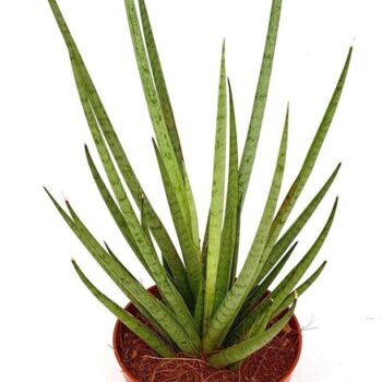 Sansevieria 'Mikado'