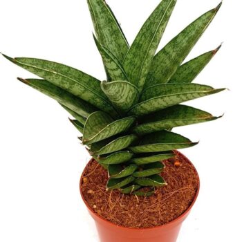 Sansevieria 'Pineapple'