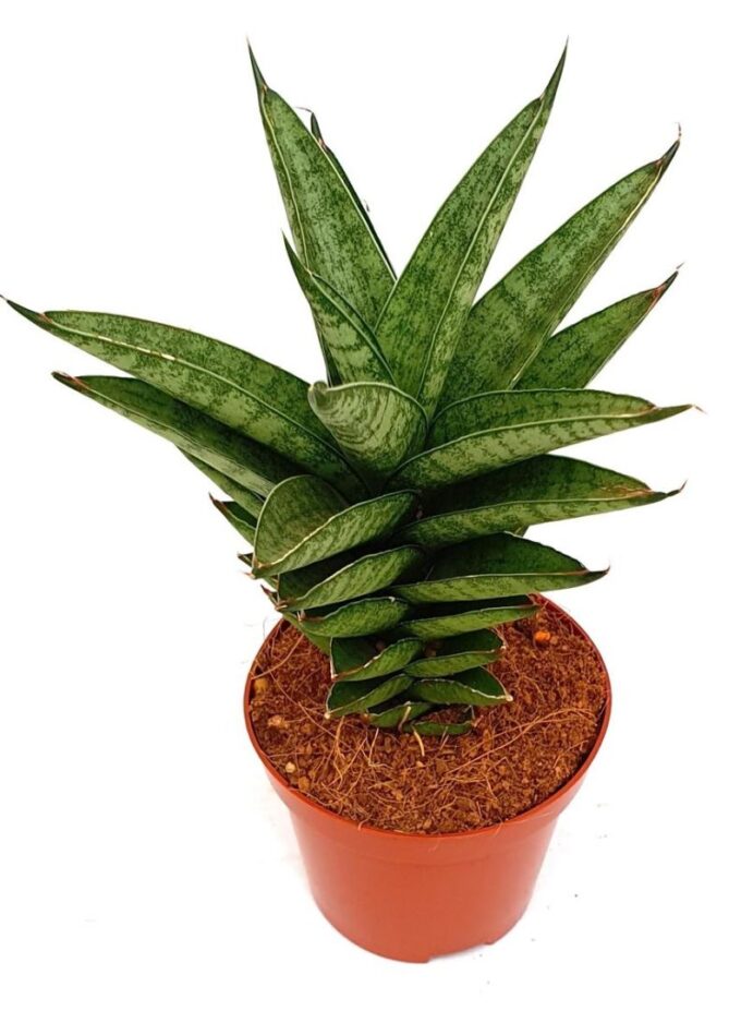 Sansevieria 'Pineapple'
