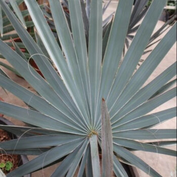Bismarckia nobilis