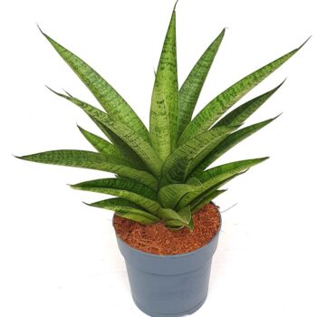 Sansevieria 'Tough Lady'