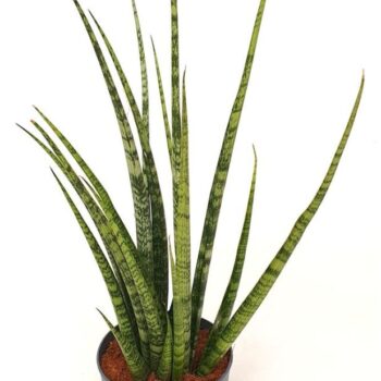 Sansevieria 'Mikado' groen