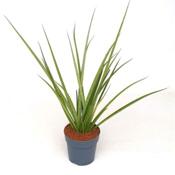 Sansevieria 'Mikado'