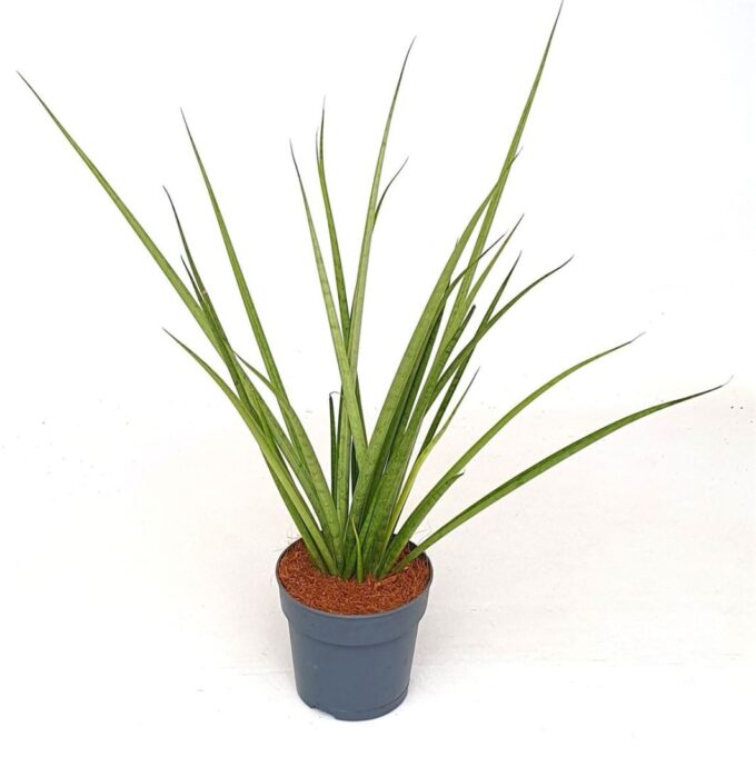 Sansevieria 'Mikado'