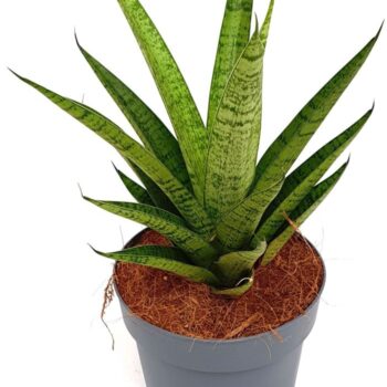 Sansevieria 'Tough Lady'