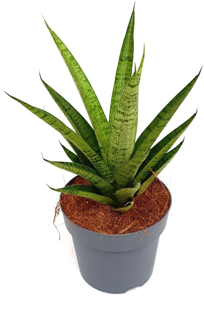 Sansevieria 'Tough Lady'
