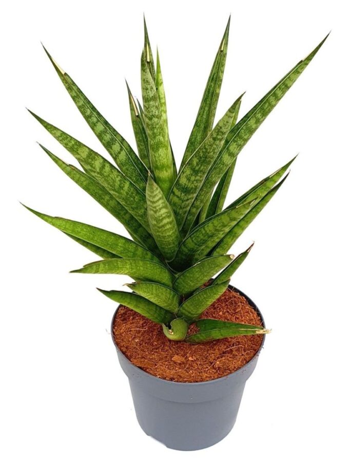 Sansevieria 'Tough Lady 1