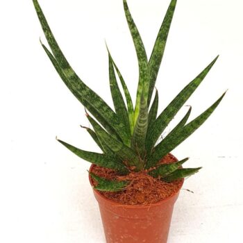 Sansevieria 'Swing'
