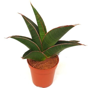 Sansevieria 'Twist'
