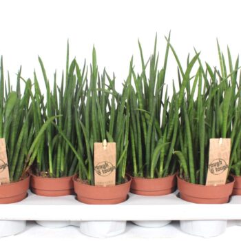Sansevieria bacularis