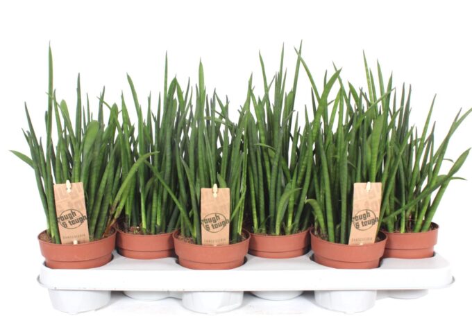 Sansevieria bacularis