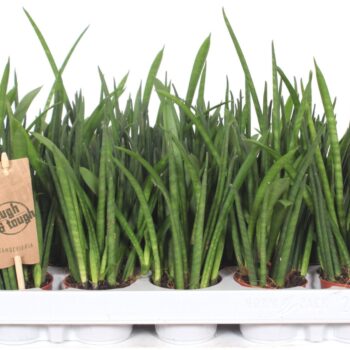 Sansevieria bacularis