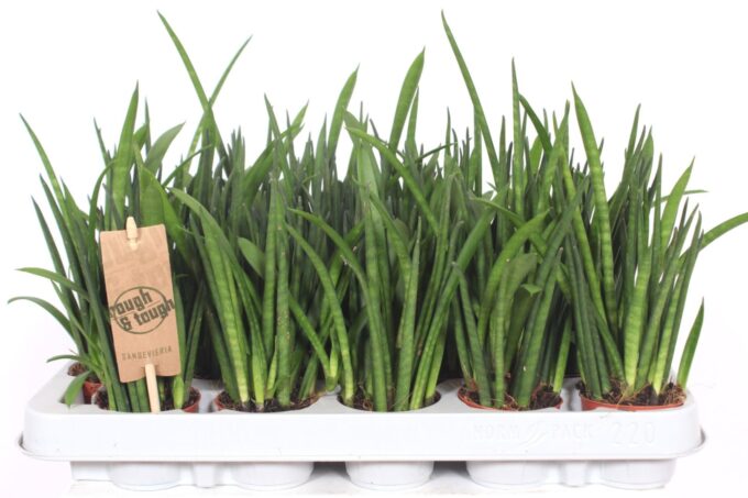 Sansevieria bacularis