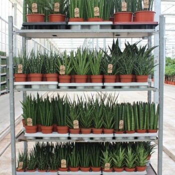 Sansevieria Luxe Mixkar "Rough & Tough"