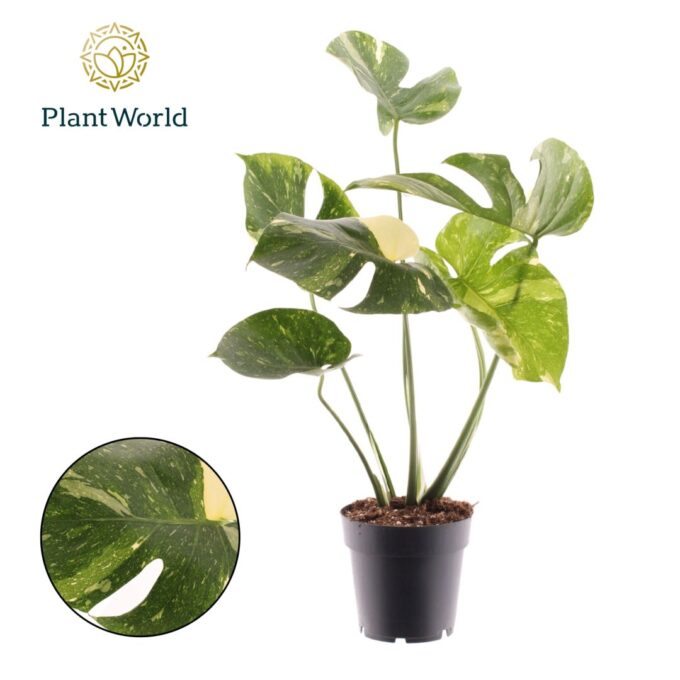 Monstera 'Thai Constellation'