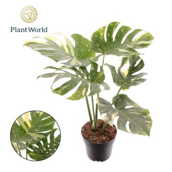 Monstera 'Thai Constellation'