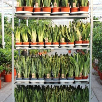 Sansevieria Mixkar "Rough & Tough"