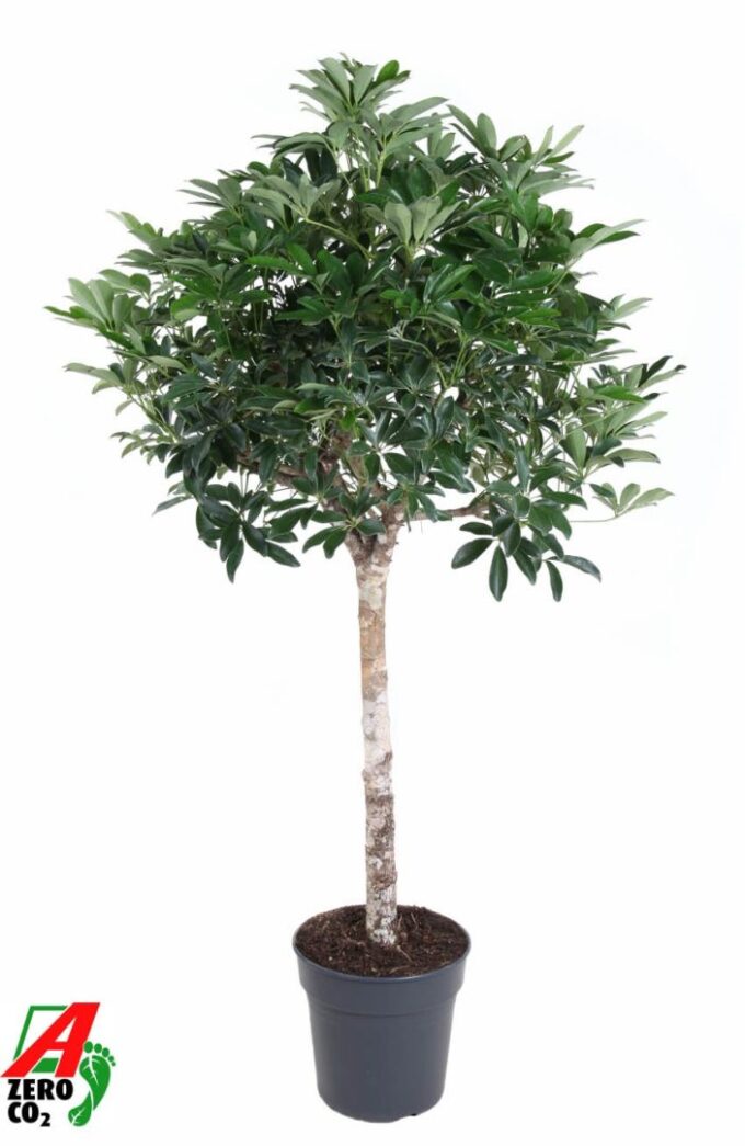 Schefflera Compacta stam P27