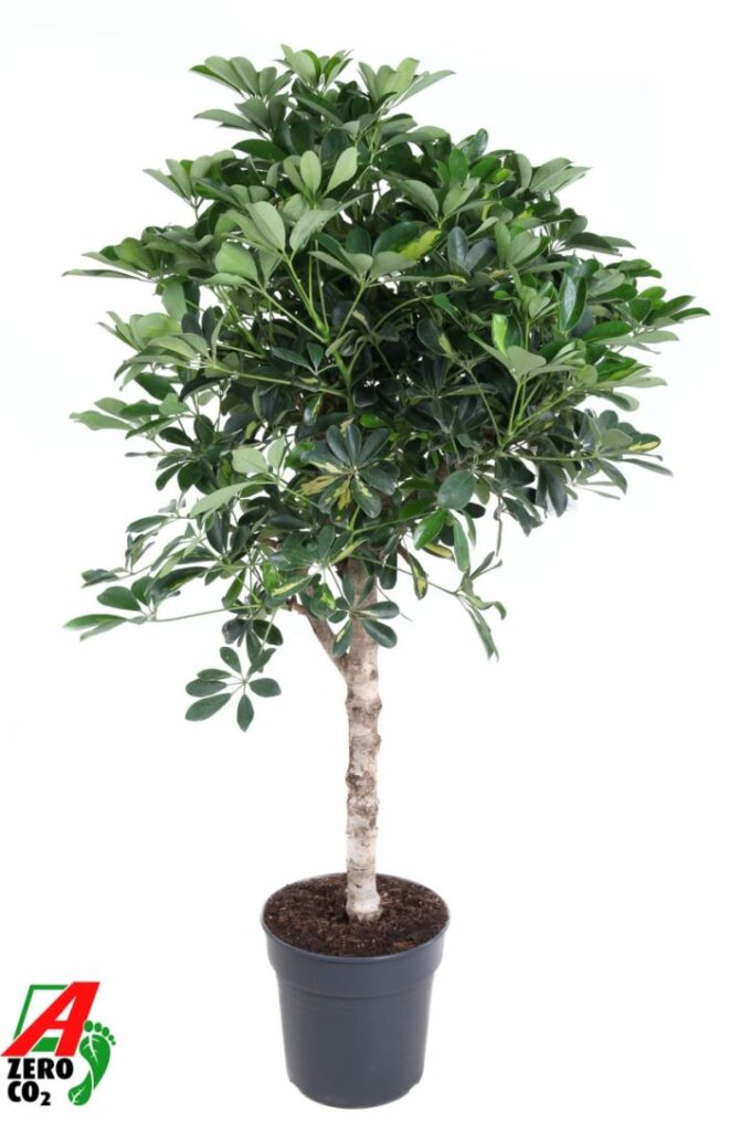 Schefflera Gold Capella stam P27