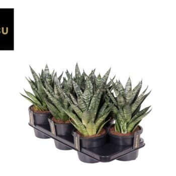 Sansevieria Comet Ming Green Marble